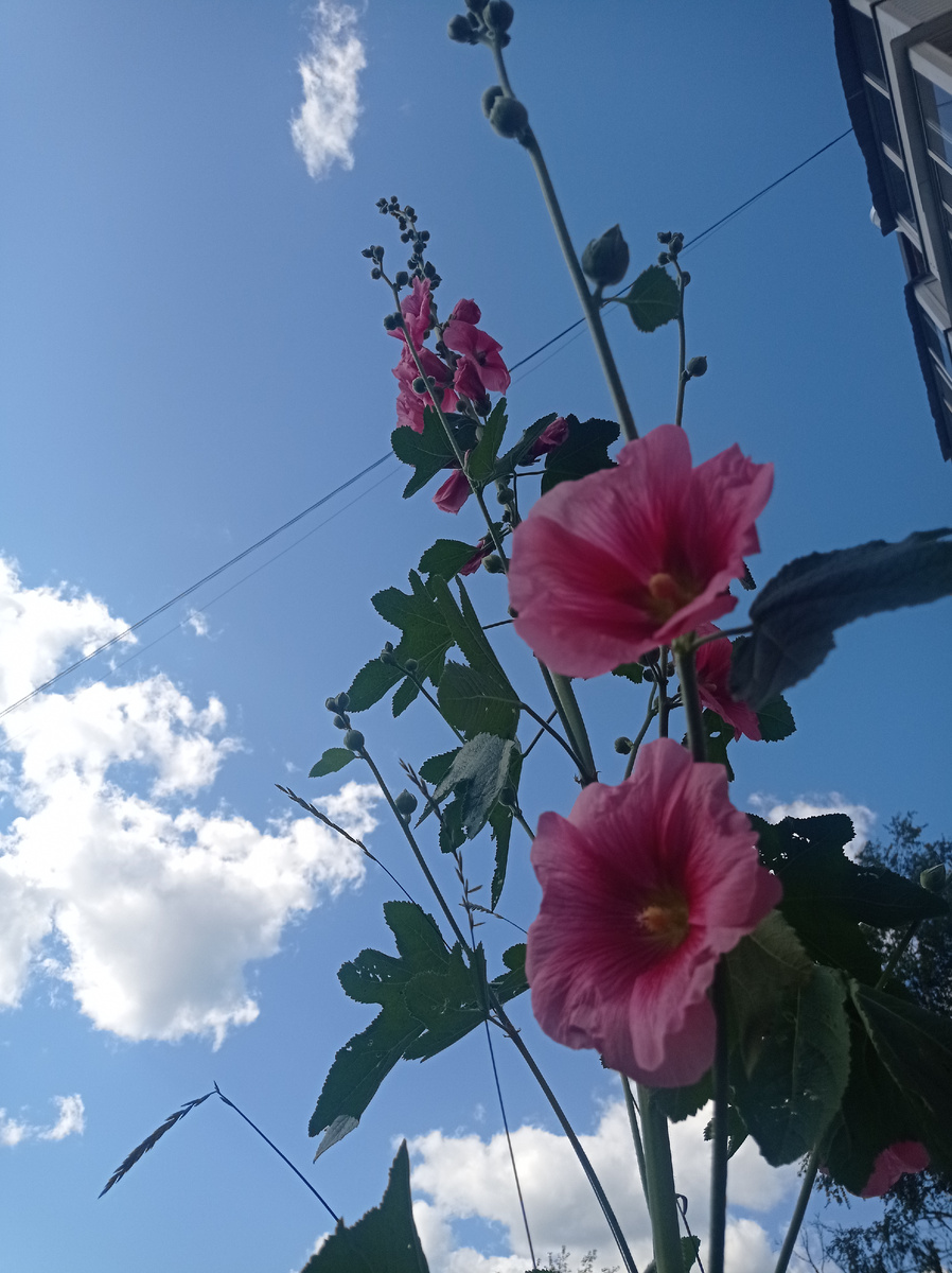 Мальва! Выше человеческого роста🙏🌹🙏