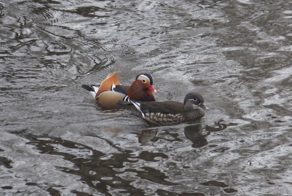 Мандаринка