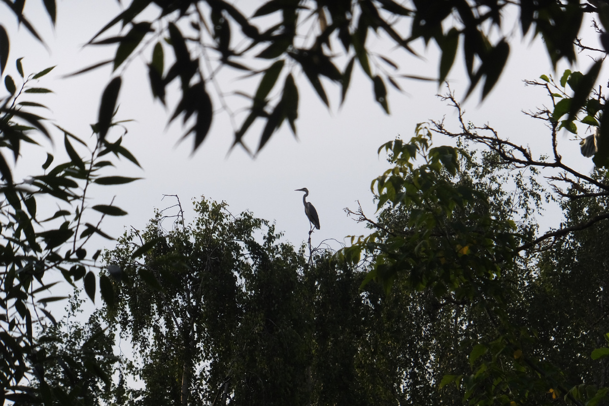 Серая цапля