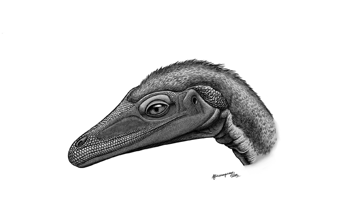 Буриолест от Ильдара Гизматулина.