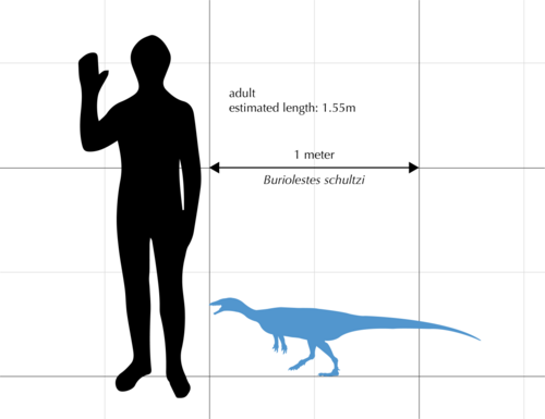 Буриолест по сравнению с человеком. Иллюстрация.