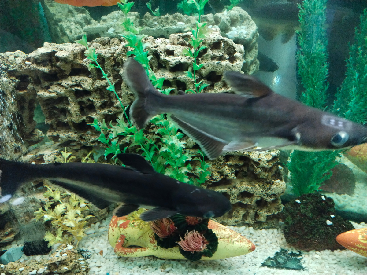 Рыбки в холле гостиницы.