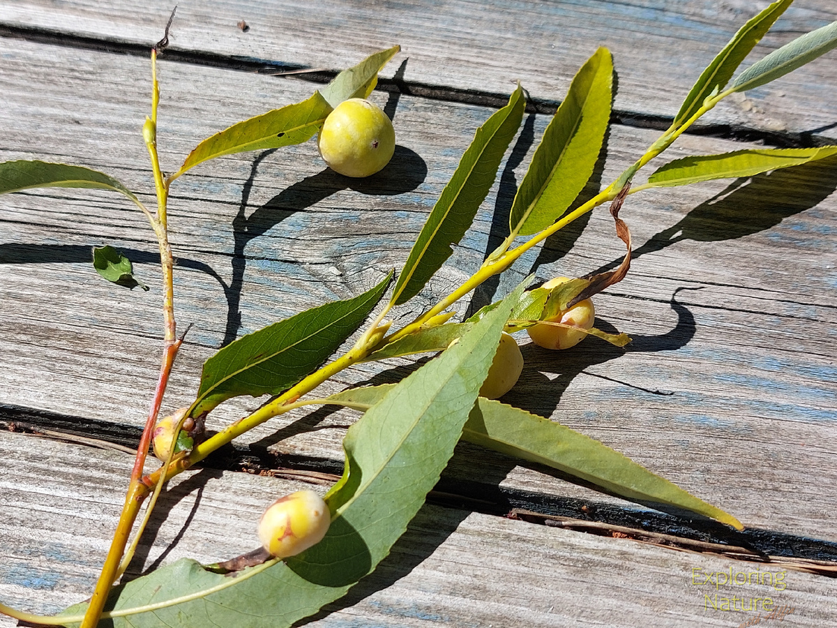 Галлы – патологические образования, внутри которых обитают фитофаги. На фотографии галлы, образованные под воздействием ивового пилильщика ягодногаллового (Euura viminalis)