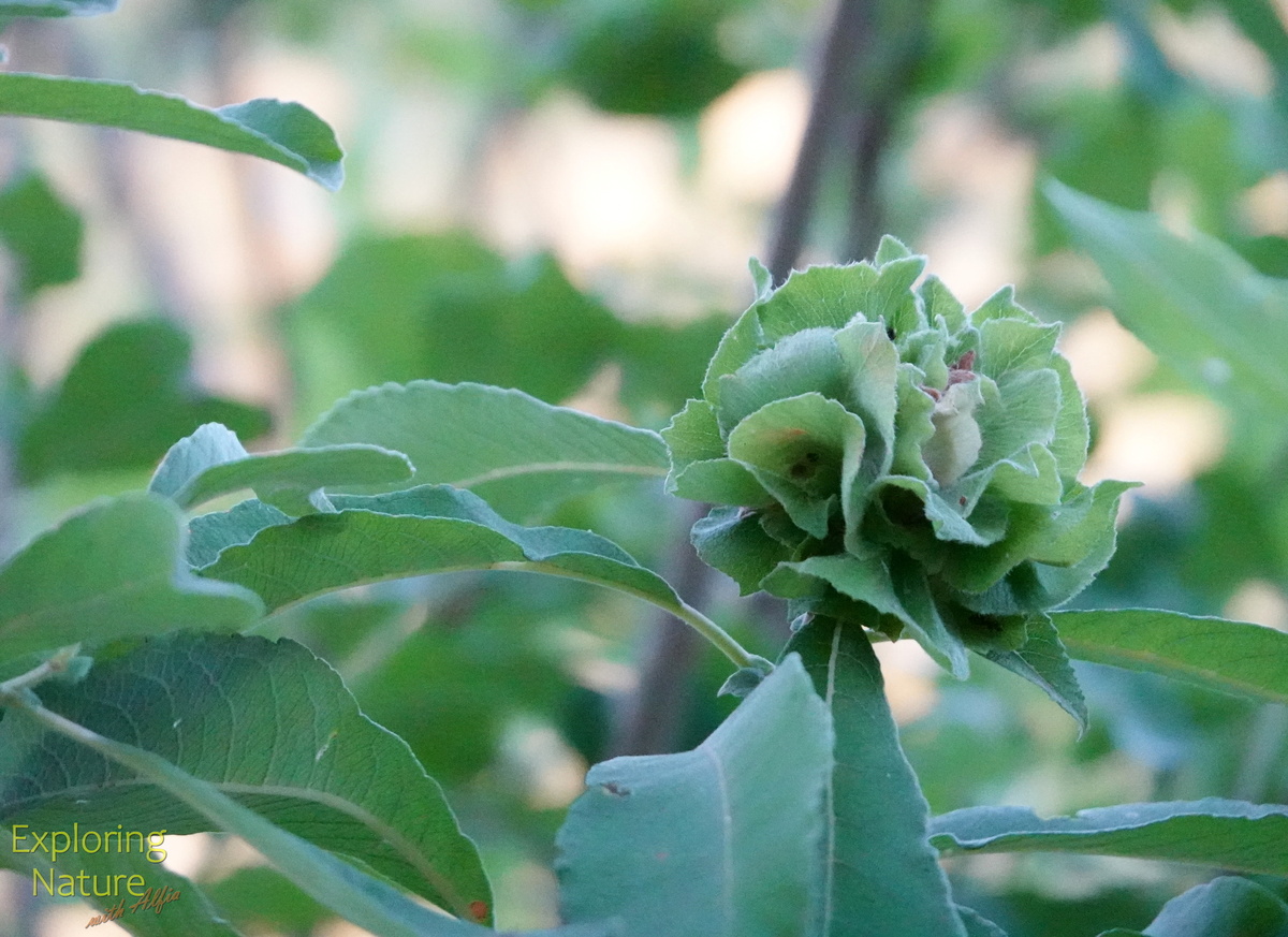 «Розочки» на иве