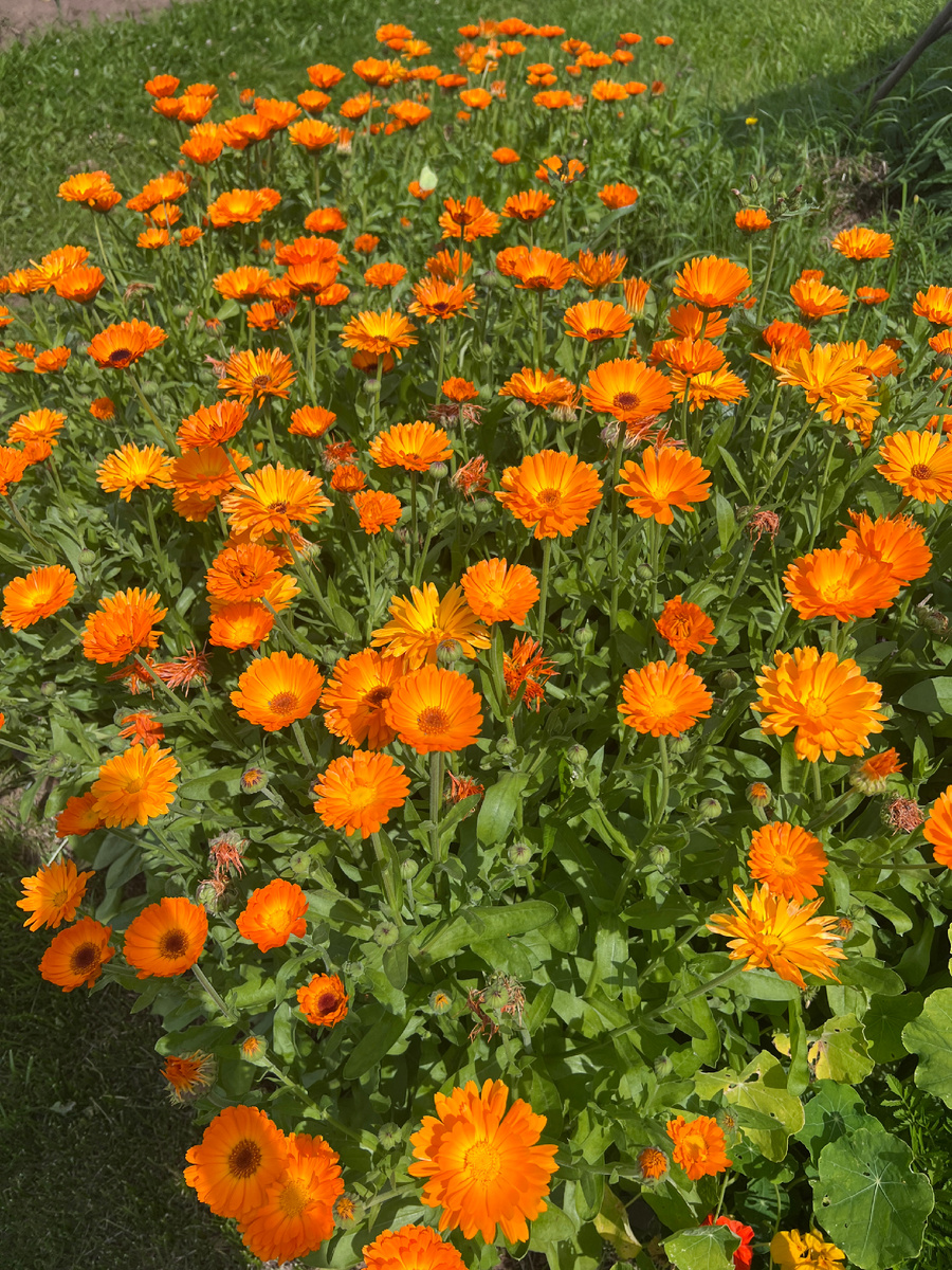 Бабушкины цветы! Я наконец-то в отпуске! 