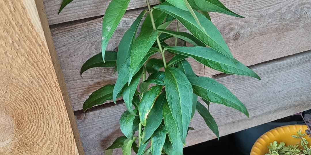 Как вылечить на раз фузариоз на флоксах и вилт на клематисах. Личный опыт.