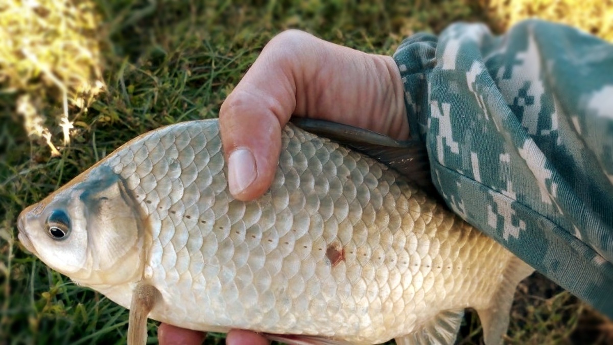 4 Лучшие и 4 худшие насадки для карася в июле