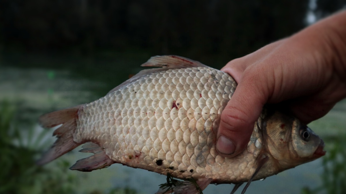 4 Лучшие и 4 худшие насадки для карася в июле