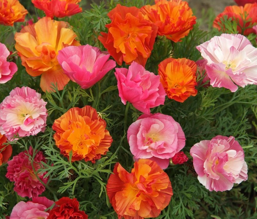 Фото из свободного доступа