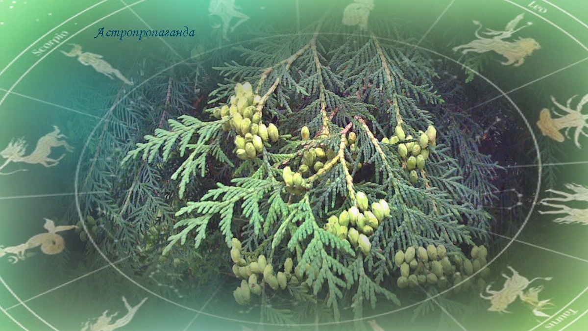 Гороскоп с 21 по 27 июля 2025: сильное Солнце во Льве и конфликт Марса с Венерой | Недельный гороскоп