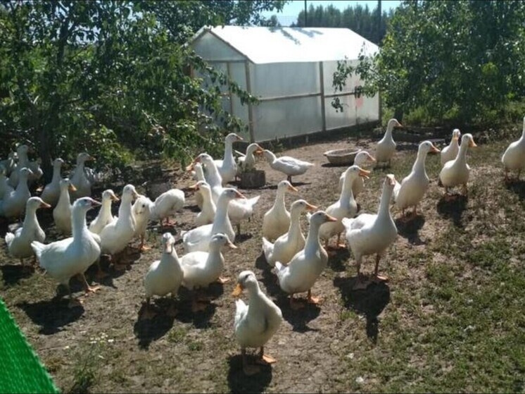     Фото: департамент сельского хозяйства Орловской области