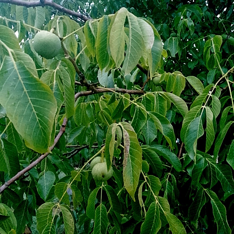 Грецкий орех спеет