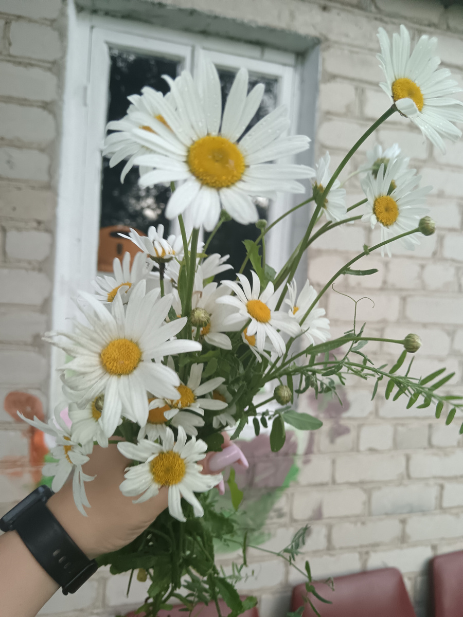 Люблю полевые цветы