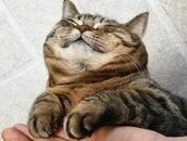 Когда поел рыбки 😸