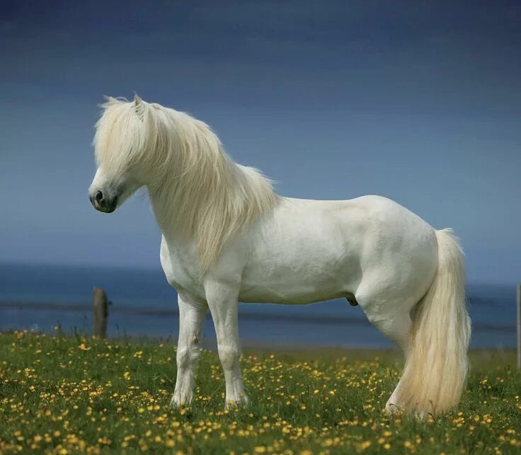 Белый конь