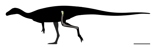Реконструкция скелета и найденный материал.