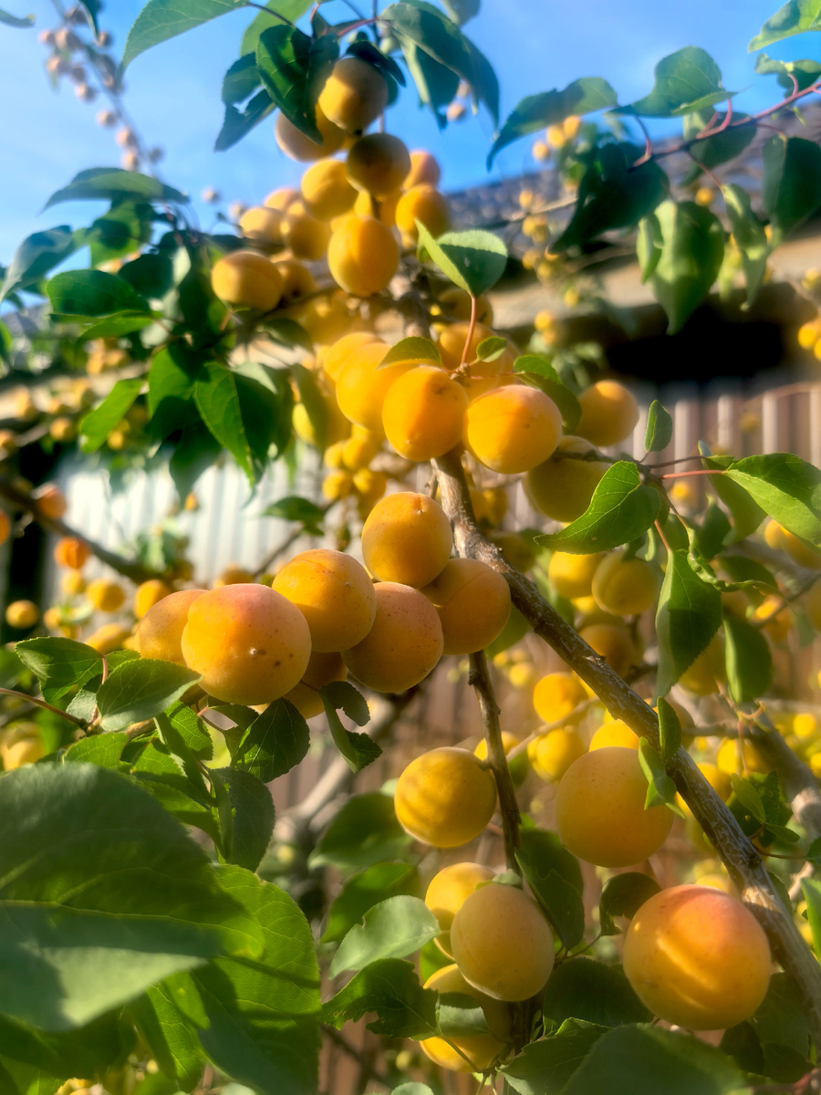 плоды абрикоса