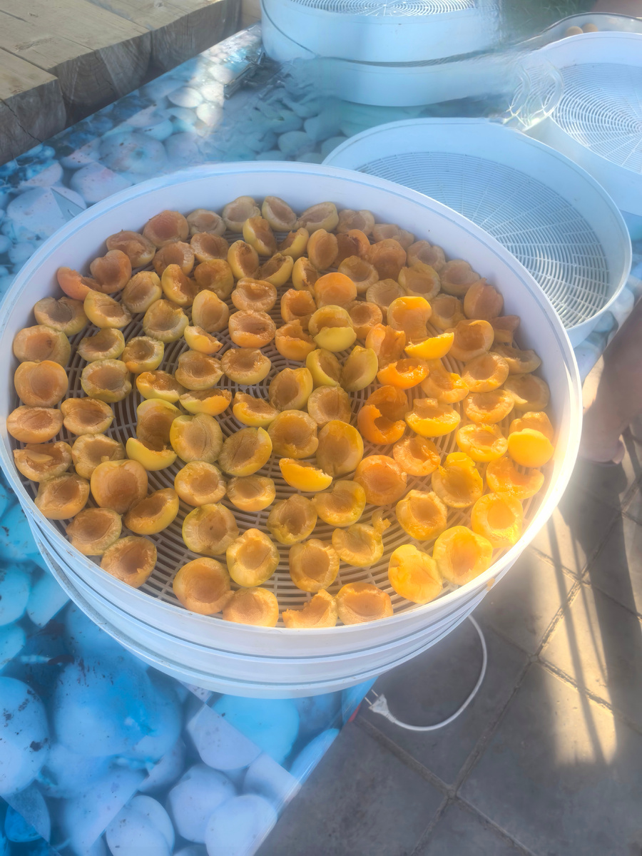 дегидратор, электросушилка с абрикосами