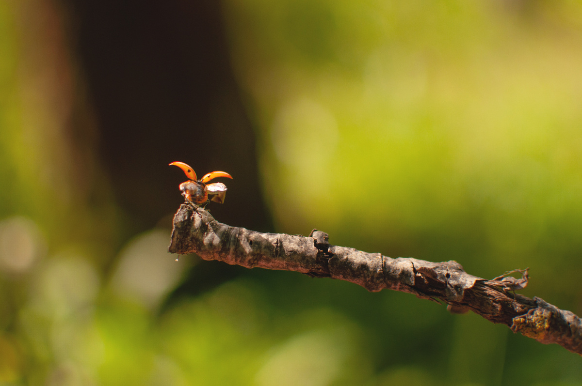 Личное фото