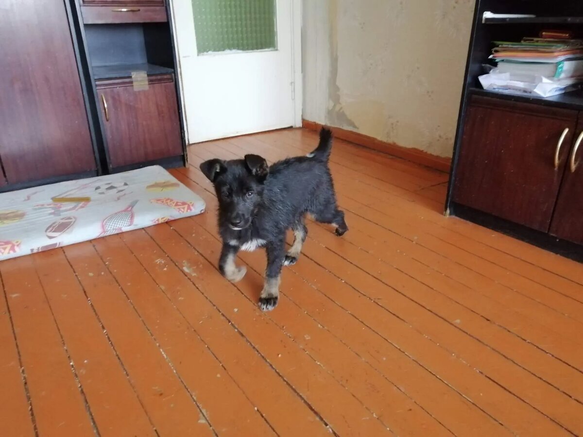 Таким Агатик появился в моем доме...