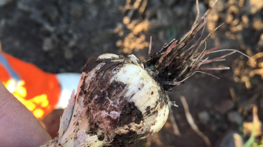 Вынимаю свежий чеснок из сухой земли за 2 захода. Влажная почва запускает гниение корней