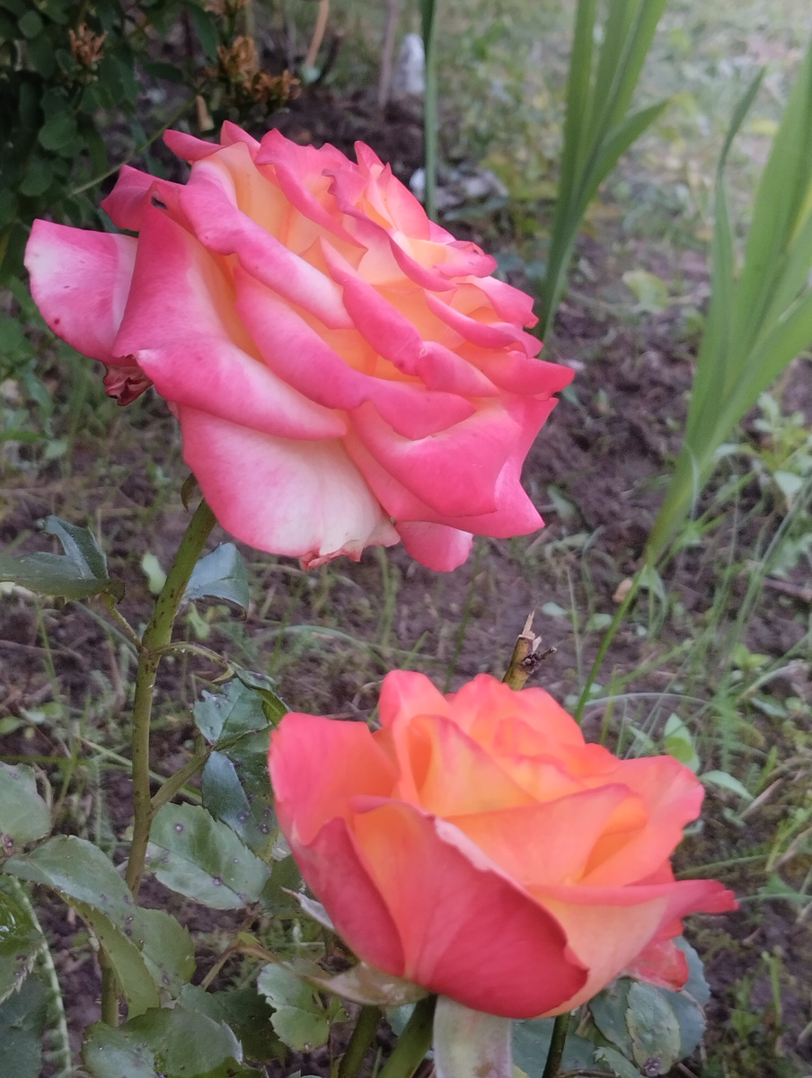 Розы до обработки.