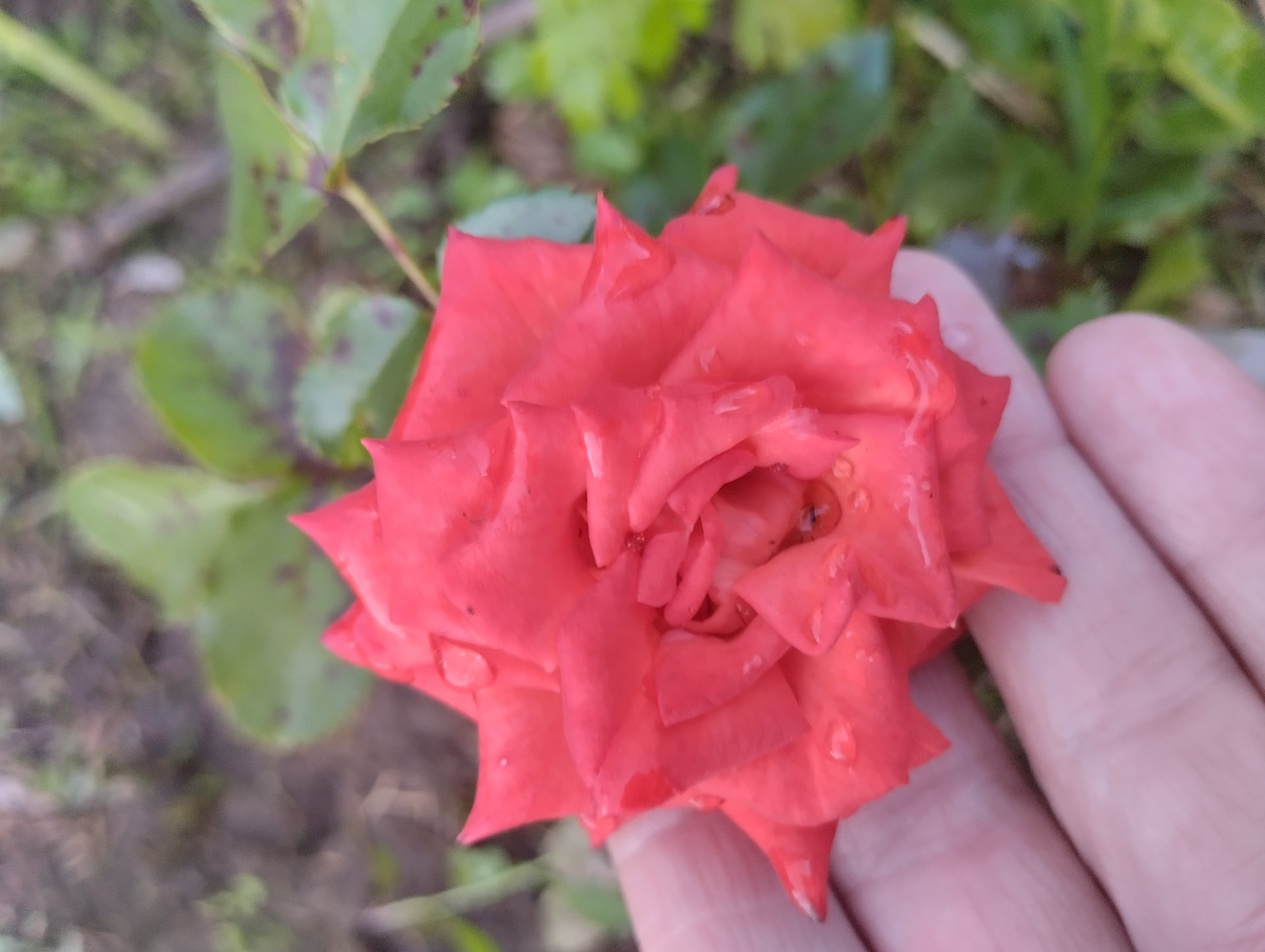 Миниатюрная роза этого года. Листья уже поразила пятнистость, хотя я проводила обработку Фитофторином. До и после посадки.