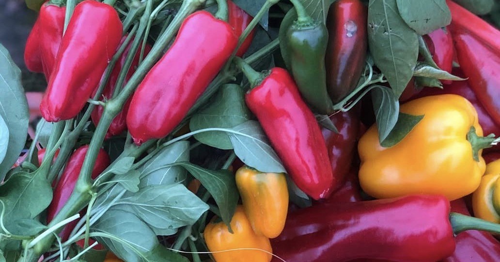 Делаю три подкормки перца в июле и собираю урожай ведрами, проверено на опыте