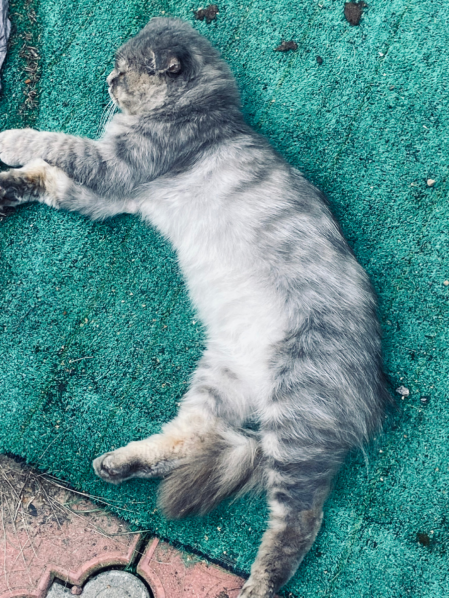 Лето 2023 года, Филя светлый и худой. Везде фото автора.