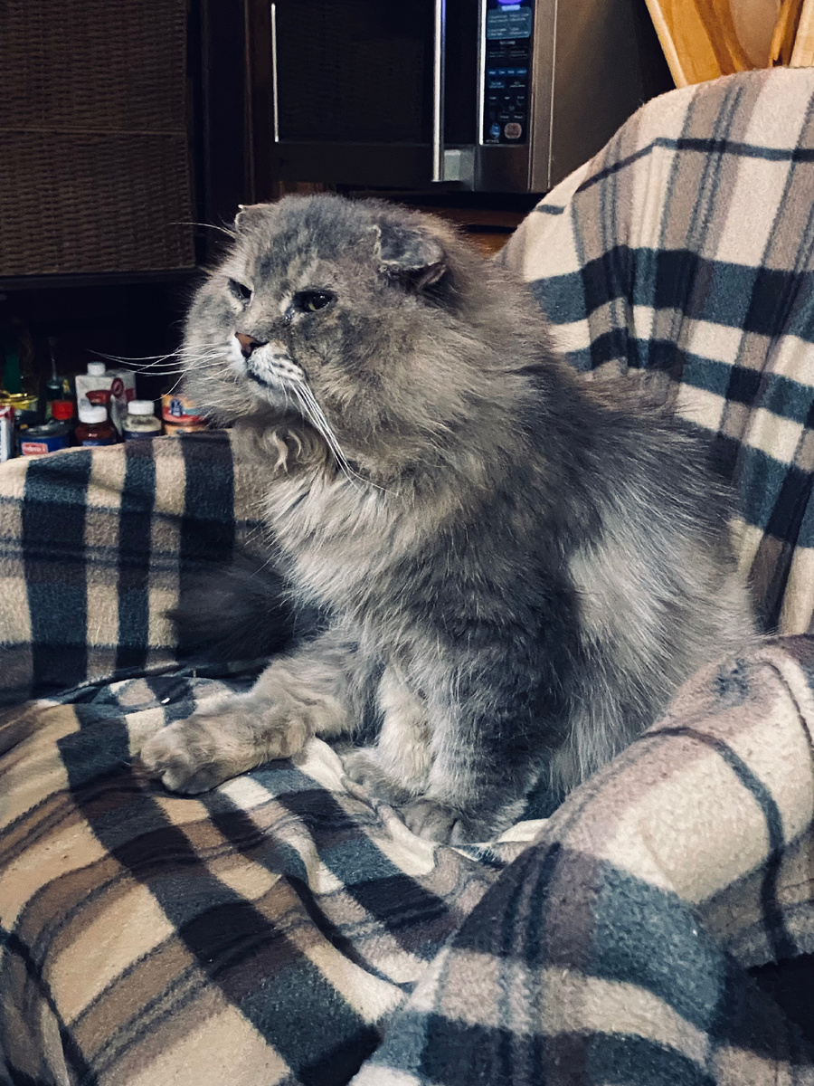 Особенно у Фили хорошо баки по бокам морды отрастают.