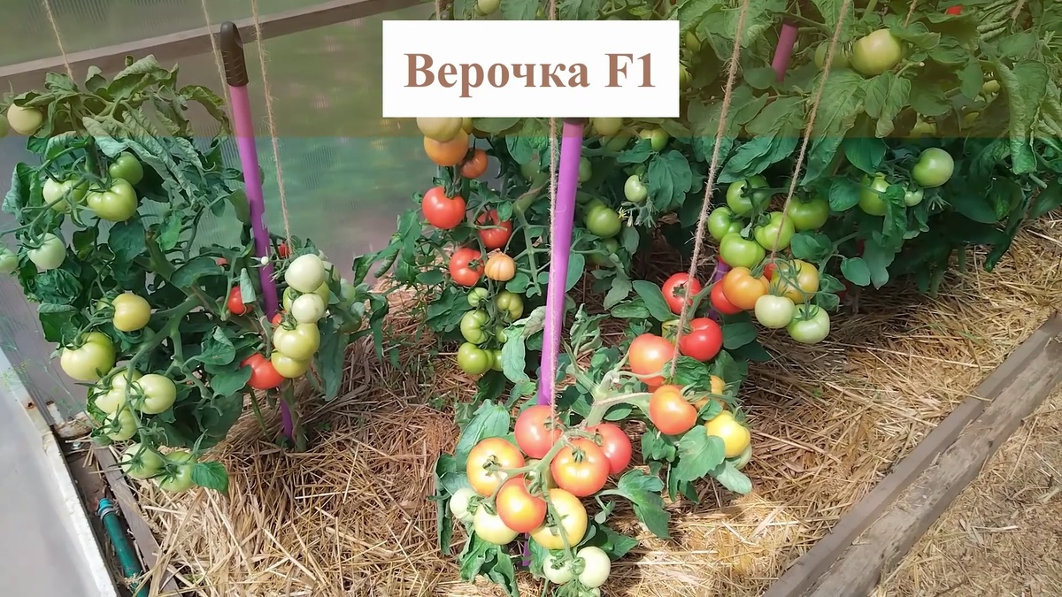 Верочка F1. Плоды завязывает при любых погодных условиях.