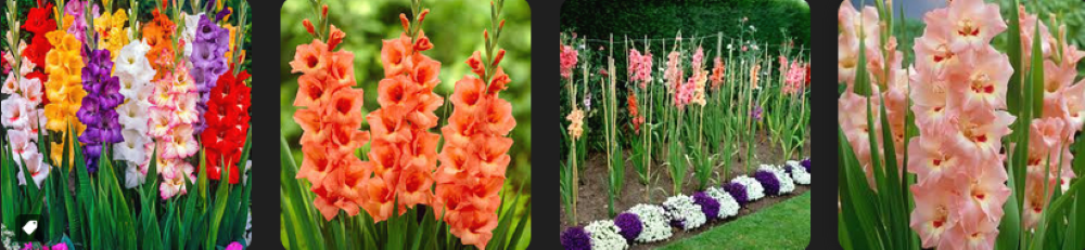 glaïeul (гладиолус) происходит от латинского gladiolum — маленький меч