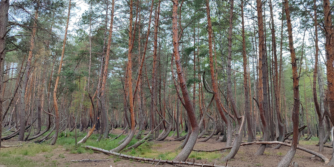 На пароме в рязанский "пьяный" лес