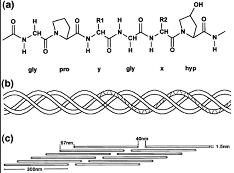 ПИКТ.1 Химическая формула коллагена