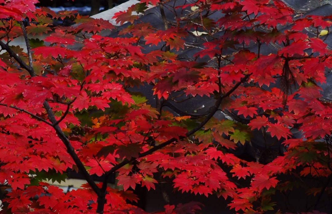 Момидзи, красная листва японского клена на территории храма Дайкакудзи в Киото, Япония. Автор фото: Акихиро Мацуока. Лицензия: Creative Commons