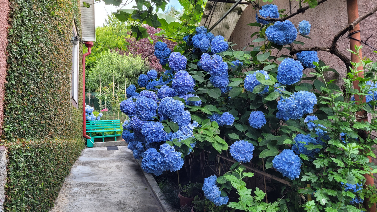 Гортензия в Сочи