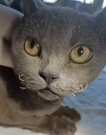 Фото животного после поджога 