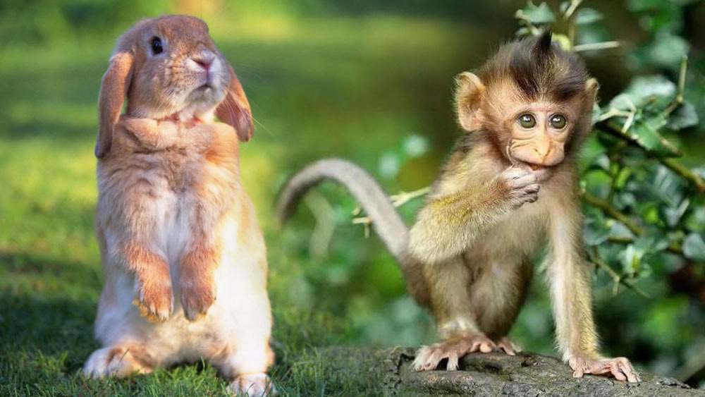 Кролик и обезьяна