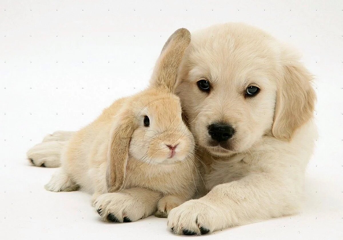 Кролик и собака