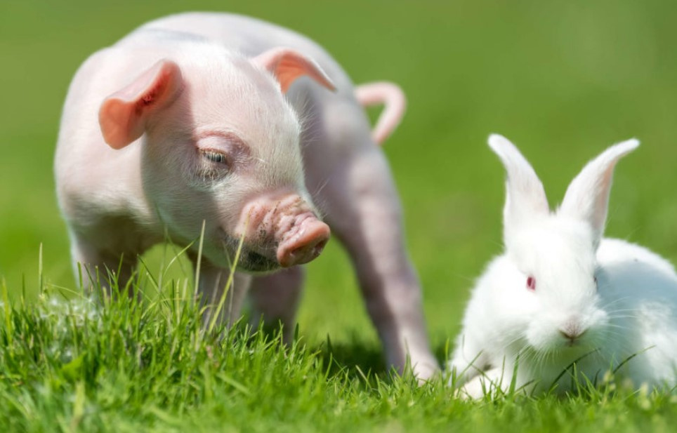 Кролик и свинья