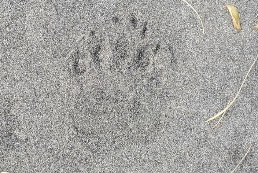 След медведя на "магнитном" песке тихоокеанского побережья острова Кунашир