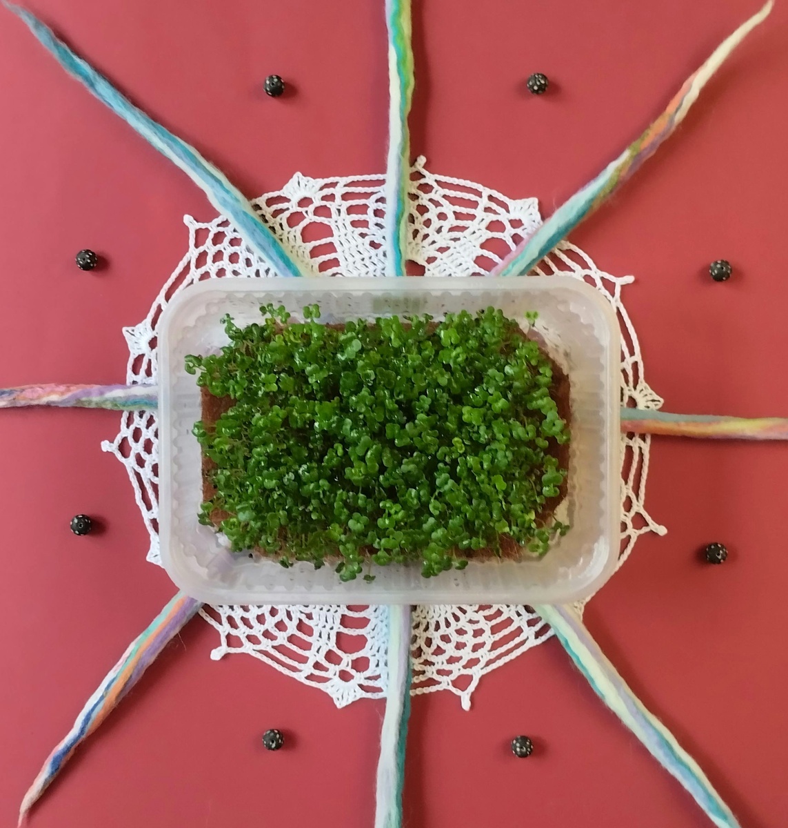 Микрозелень татсой. Шерстяные жгуты для оформления композиции фото сделала мокрым способом валяния.