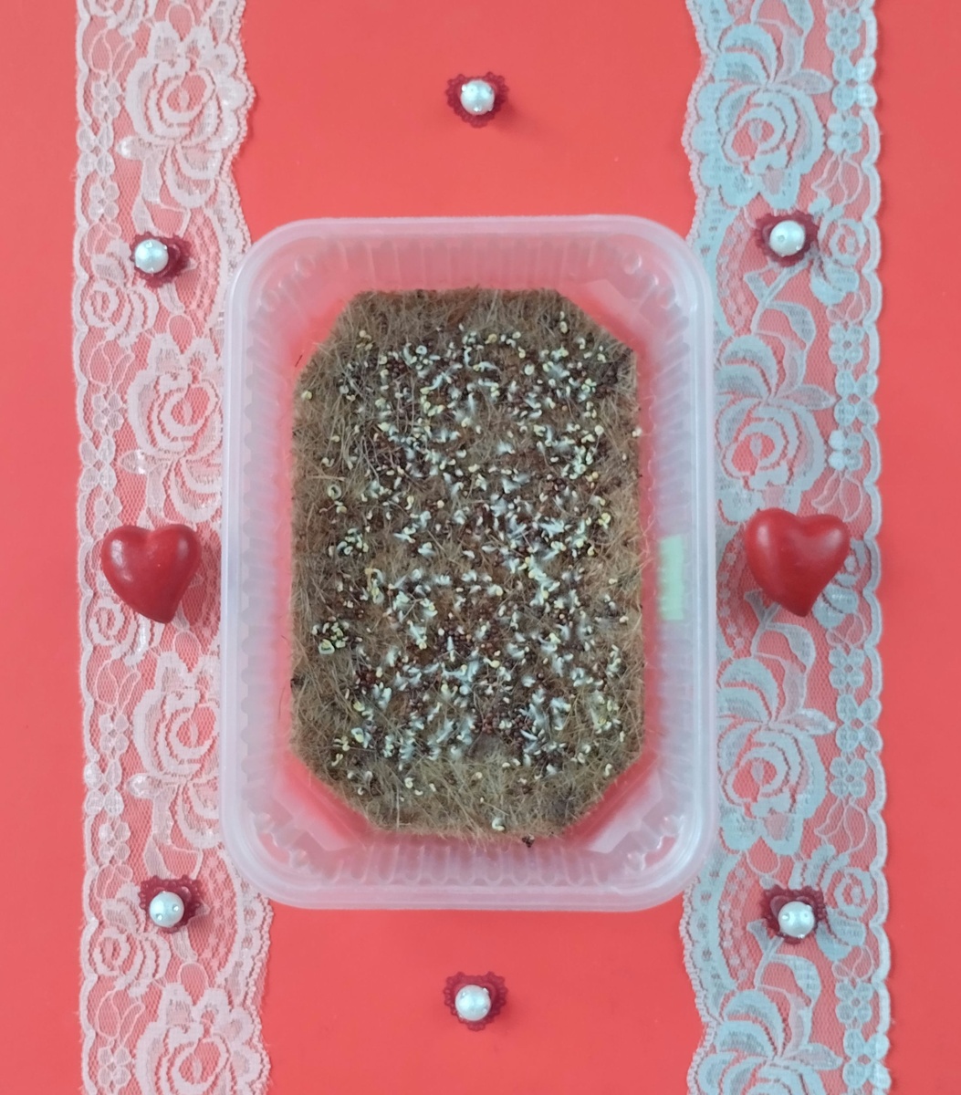 Второй день после посадки семян татсой на джутовый коврик.