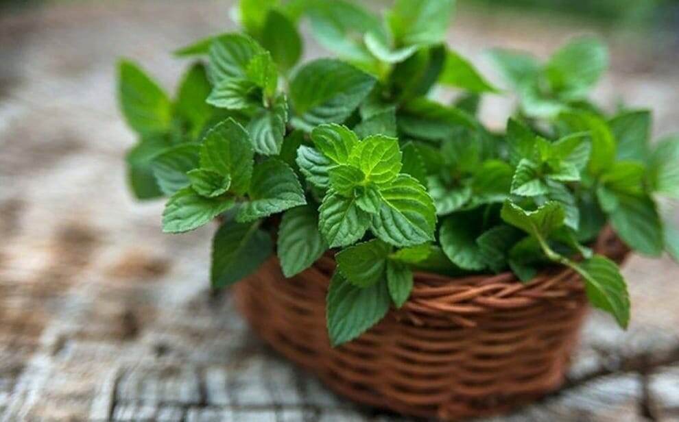 Собрали мяту. Фото из свободного источника. 