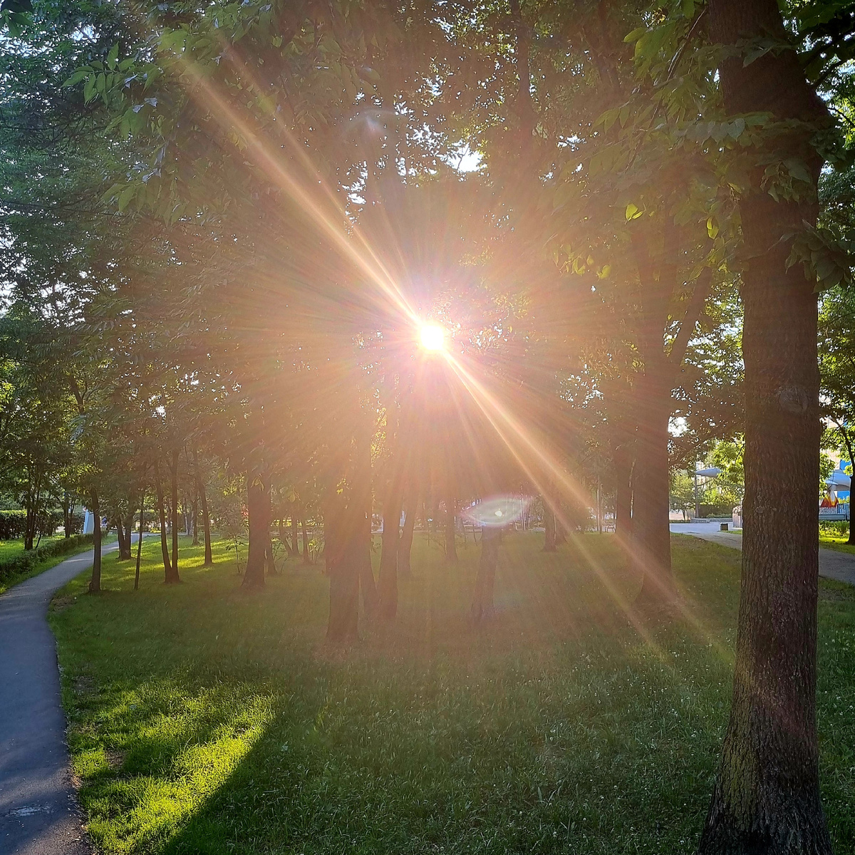 Солнце пробивается сквозь деревья в парке.