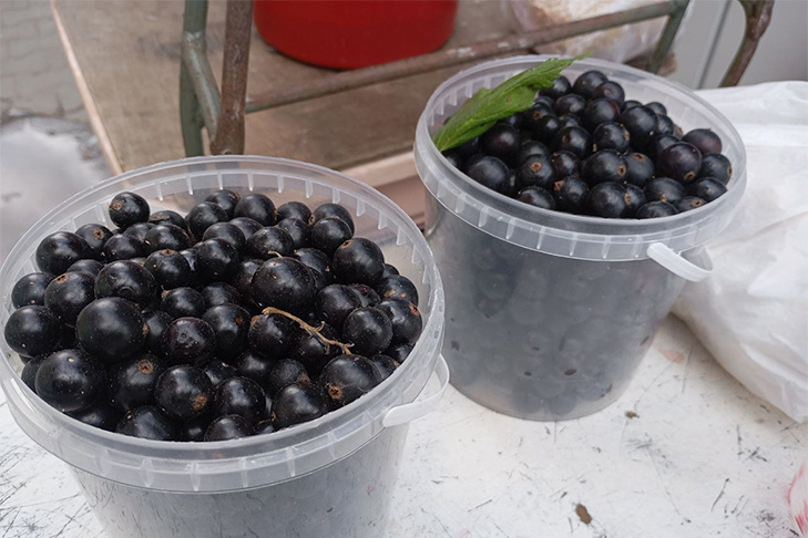    Стоимость литрового ведерка от 500 рублей. Фото VN.ru и Алексея Яновского