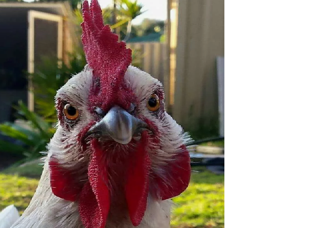 The cutest chicken face ♡ Maatila, Taulu