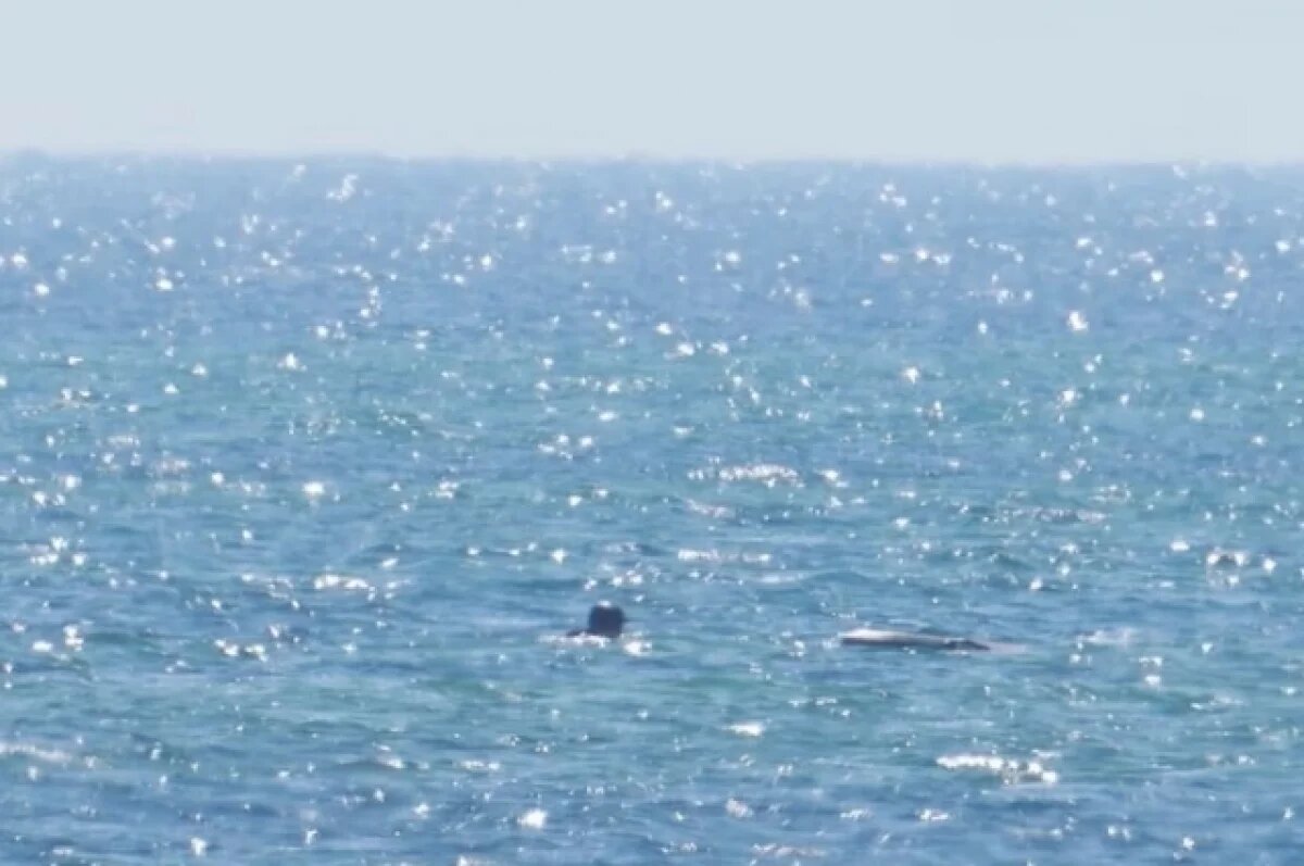    Президент Польши Дуда упал с доски для сёрфинга в Балтийское море