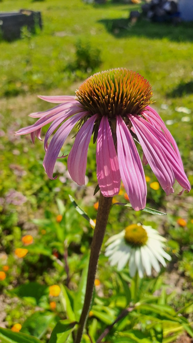 Возле них всегда бабочки и шмели (фото автора)