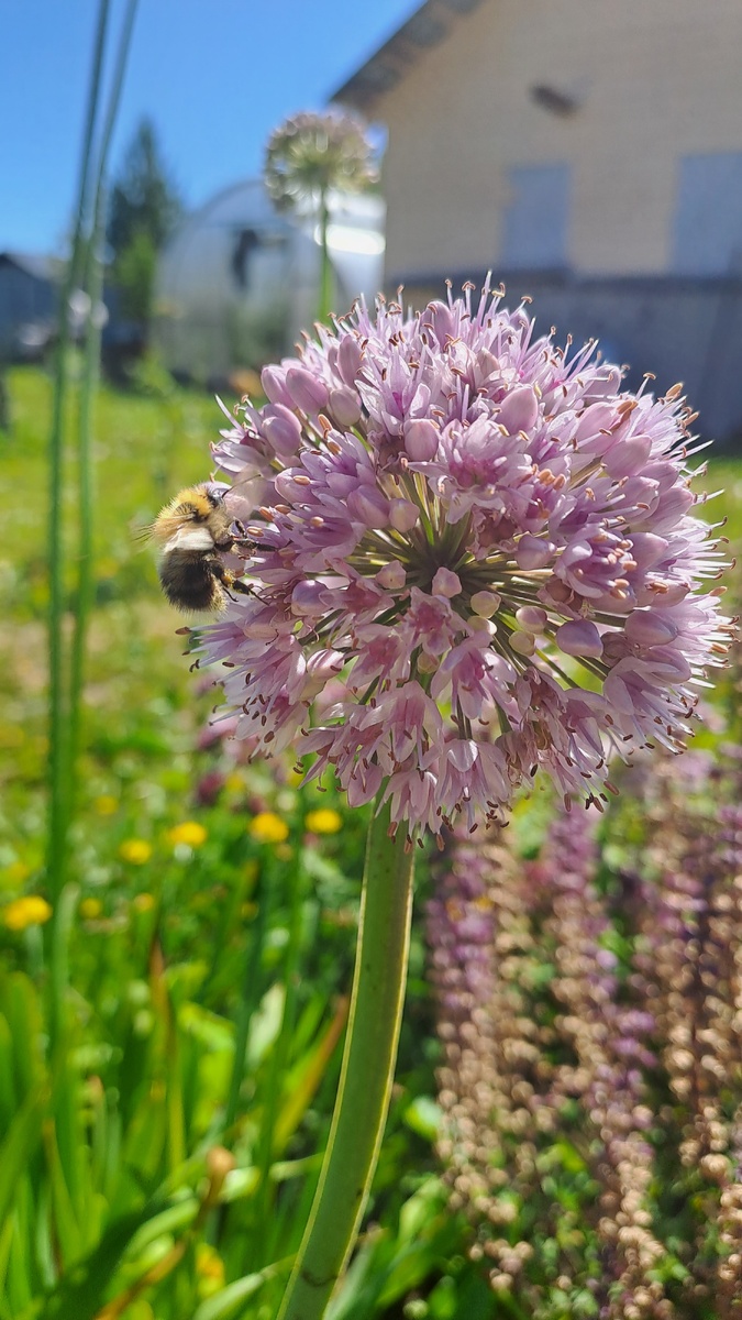 Шмели тоже не обходят его стороной (фото автора)